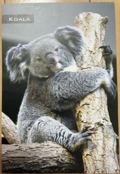 東山動植物園 ポストカード コアラのサムネイル