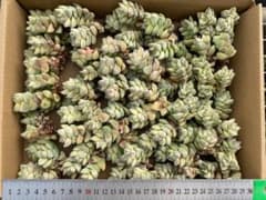 さ*子様 BW1013　紀の川錦　46株　多肉植物 抜き苗 エケベリア 韓国苗 CV1015 紀の川錦 30株 抜き苗 多肉植物 エケベリア 韓国苗 - メルカリ