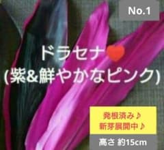 No.1【観葉植物】ドラセナ(紫&鮮やかなピンク)♥️発根済み♪新芽あり