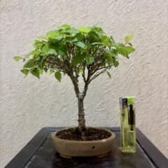 樹高14㎝ 本欅 箒作り 小品 盆栽 真柏 黒松 五葉松 百日紅 モミジ 桜