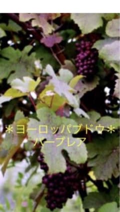 ✳️ヨーロッパ葡萄✳️プルプレア苗木❤️のサムネイル