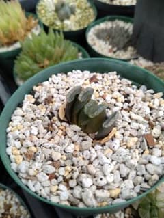 玉扇錦 ハオルチア 多肉植物 - メルカリ