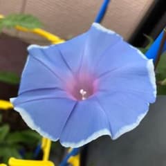 CRAZY 様のサムネイル