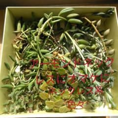 ⑨多肉植物  アーモンドネックレス＋色々のサムネイル