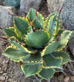 アガベ HIDDEN AGAVE Agave Illusion イリュージョン - メルカリ