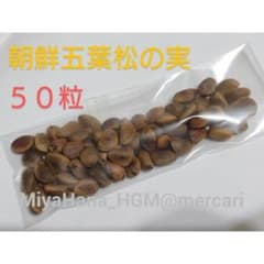 Thumbnail of 【北海道産】チョウセンゴヨウマツ（朝鮮五葉松）の実（種子）選別品 約50粒