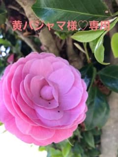 専用のサムネイル