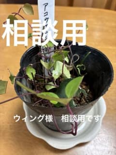 相談用です⭐︎アコウエンシス挿木苗 相談用です⭐︎アコウエンシス挿木苗 - メルカリ