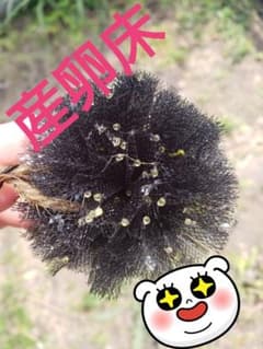 産卵床 メダカのサムネイル