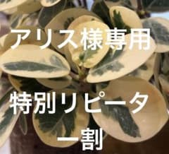 パンダガジュマル 斑入り (アリス様専用 )特別リピータ一割|最短8/27発送のサムネイル