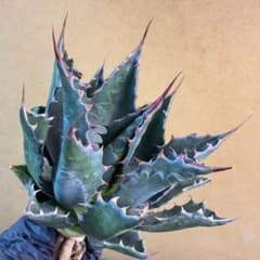 アガベ モンタナ イラン産 極上鋸歯高発色株 極上美株 特選 鮮やか緑葉