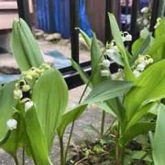 スズラン　抜き苗　3本セットのサムネイル