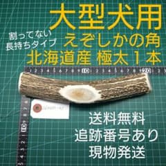 えぞ鹿の角 極太１本 大型犬用 260320-03 愛犬のおもちゃのサムネイル