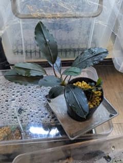 陰性水草 Bucephalandra motleyana Padawan 黒葉 - メルカリ
