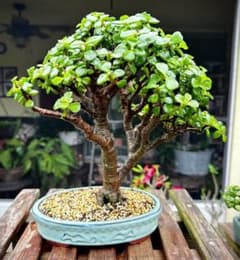 スピークボーム コーデックス 塊根植物 ミニ盆栽仕立ても可能