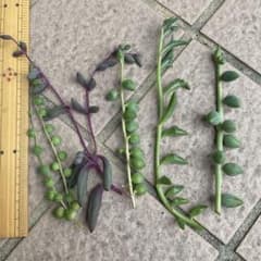 多肉植物 ネックレス色々セットのサムネイル