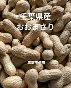 千葉県産　農薬不使用　おおまさり　1キロのサムネイル