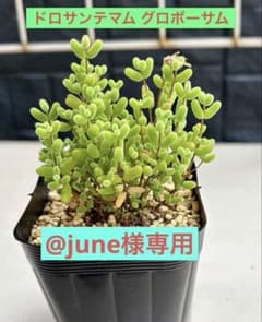 ドロサンテマム グロボーサム 多肉植物 7.5cmポット 抜き苗 現物発送