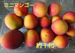 ミニマンゴー1キロ ※必ず商品説明読んでください。のサムネイル