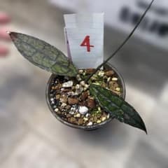 N*a様 ④ hoya clemensiorum Red ホヤクレメンシオラムレのサムネイル