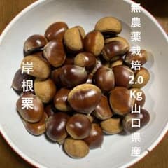 山口県産　無農薬栽培　岸根栗2Kgのサムネイル