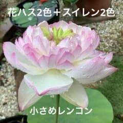 花ハス　2種類　小さめレンコン＋スイレン　2種類　花蓮　睡蓮　③のサムネイル