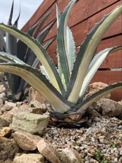 子株】アガベ 華厳 アメリカーナメディオピクタ - メルカリ