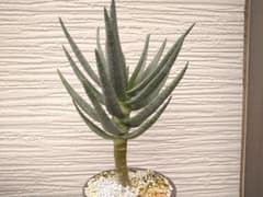 Aloe dichotoma07　ディコトマ　アロエ　実生苗　ラモシシマのサムネイル