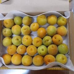 ほぼ完熟な梅　約1kg　 約30個のサムネイル