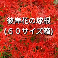数量限定】彼岸花の球根60サイズ便いっぱい(ヒガンバナ、リコリス