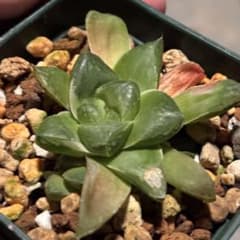 ハオルチア 台湾オブツーサ錦　多肉植物のサムネイル