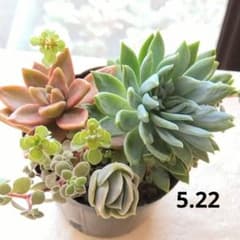 多肉植物☆ファンファーレ☆ラブリーローズ☆カリフォルニアサンセットのサムネイル