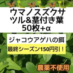 sale ウマノスズクサ ツル付き葉 50+α上 ジャコウアゲハの餌 完全無