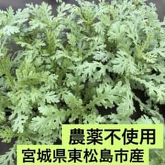 宮城県東松島市産農薬不使用 春菊の苗　10株 ネコポスのサムネイル