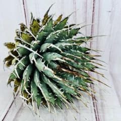 15 アガベ ユタエンシス エボリスピナ ロングスパイン - メルカリ