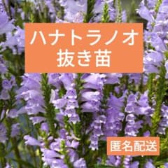 ハナトラノオ(ピンク)　抜き苗　12株　匿名配送のサムネイル