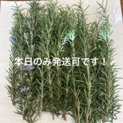 新鮮 ローズマリー 生花 枝物のサムネイル