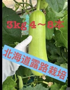 へちま　３kg　4～8本 露路栽培のため値下げのサムネイル
