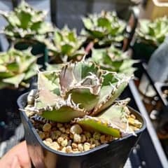 1株限定！アガベ 金剛 子株 強棘 発根済み 鉢のまま発送 1株限定！アガベ 金剛 子株 強棘 発根済み 鉢のまま発送 - メルカリ