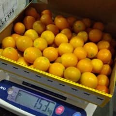宮崎金柑、箱込み1.5キロのサムネイル