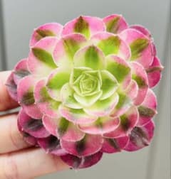 多肉植物 アエオニウム ピンクドリーム錦 木立抜き苗 - メルカリ
