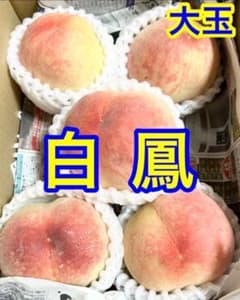 桃 日川白鳳 約1.6キロ ご家庭用 完熟取り 4〜6玉大玉 クール便着払い