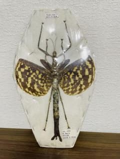 Phasma gigas 標本 昆虫標本 昆虫標本] Phasma gigas - メルカリ
