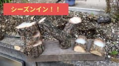 クワガタ隠れ家16のサムネイル