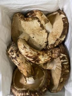 松茸 新鮮な松茸1kgのサムネイル