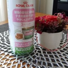 ライチ様専用のサムネイル