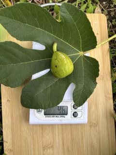 品種不明イチジク穂木2本 - メルカリ