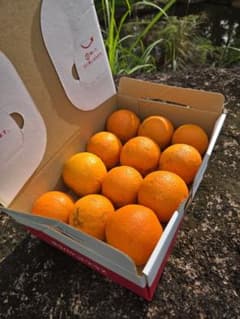 屋久島　タンカン　自然栽培のサムネイル