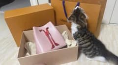 LOUIS VUITTON ネオノエbbのサムネイル
