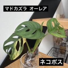 【ネコポス】マドカズラ オーレアのサムネイル